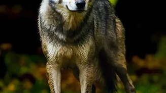 Europe's Wolf Population Growth Comes with a Tourism Opportunity