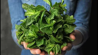 Mint Leaves: A Refreshing Herb with Powerful Health Benefits