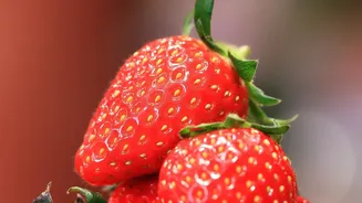 India's Indigenous Strawberry Project: What Farmers and Food Readers Should Watch Next