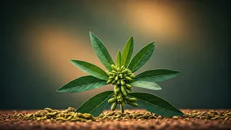 Unveiling the Power of Ashwagandha: Ancient Wisdom for Modern Wellness