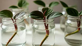 Propagate Velvet Philodendrons In Decorative Glass Jars Easily