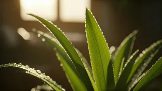 Green Living Starts With Better Plant Care
