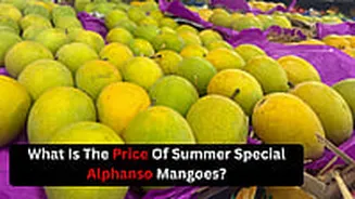 Alphonso Mango Prices Ease In Navi Mumbai's APMC Amid Steady Supply From Konkan; Boxes Now From ₹1,500