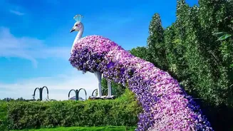From India to Ariana Park: Five Peacocks Begin a Geneva Chapter