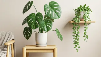 Plants Are The Softest Home Decor Upgrade