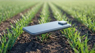 Punjab And Maharashtra Agriculture: Low-Cost AI Smartphone Sensors Protect Seasonal Harvests