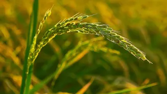 Rice Prices And Conflict Gets A Fresh Look Without Guaranteed-Return Claims