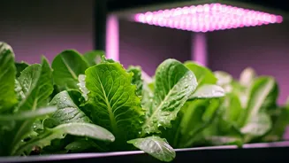 Leafy Greens Can Thrive Indoors With LEDs