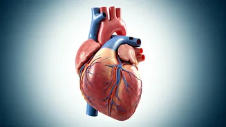 Heart Health: Risks, Prevention, and Everyday Choices