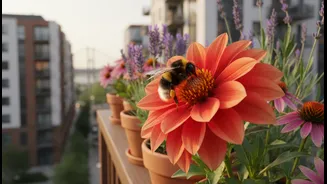 City Homes Need More Bee-Friendly Corners