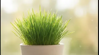 Non-Toxic Grasses Can Offer Cats A Safer Plant To Investigate