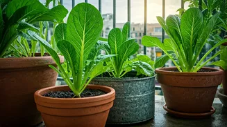 Rainy Season Is Perfect For Small-Space Veggies