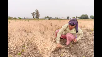 El Nino Triggers Drought in India, Threatens Agriculture