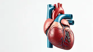 Unlocking Heart Health: Push-Up Test & Hidden Risks