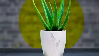 New Findings Highlight The Limits Of Indoor Plants For Cleaner Indoor Air