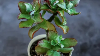 Houseplants Survive Holidays Better When Pot, Light and Species Guide Watering