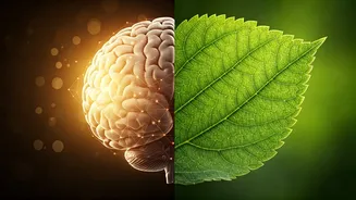 Unlocking Memory: When Forgetfulness Signals More Than Stress or Aging