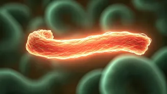 Gut Health Gives Fibre Main Character Energy