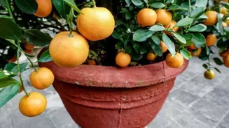 How to grow dwarf orange trees at home