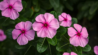 Sadabahar: Unlock Hair Growth Secrets!