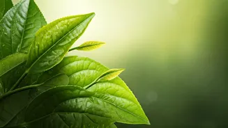 Betel Leaf Green Tea Is The New Digestion Saviour