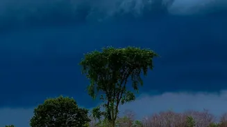 A Storm Plan Should Prioritise Tall, Weak and Exposed Plants