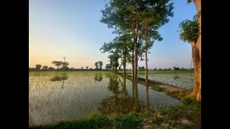 Punjab Faces Severe Groundwater Crisis Amid Over-Exploitation
