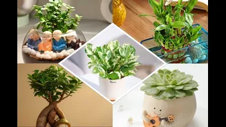 5 Lucky Plants To Buy This Appraisal Season For A Boost Of Fortune