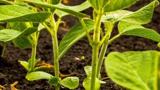 How Satellites Can Help Identify Changes In Crop Growth