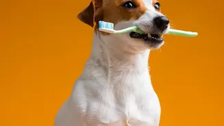 Beyond Bad Breath: Silent Warning Signs Of Pet Dental Disease Every Dog and Cat Owner Should Spot