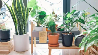 5 tricks to arrange indoor plants beautifully