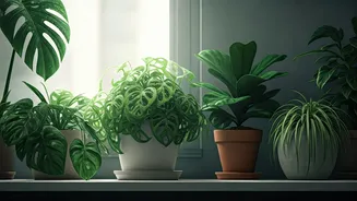 Indoor Plants Thrive With These Monsoon Care Habits