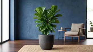 The Simple Pot-Rotation Habit Should Be Done Gradually For Light-Sensitive Plants