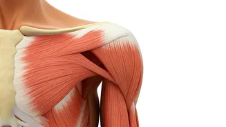 Unveiling Strategies: Protecting Shoulders in Older Adults