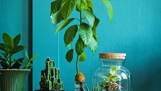 Indoor Plants Can Complement But Not Replace Healthy Indoor Habits