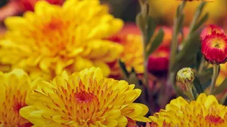 Why Marigolds And Chrysanthemums Flourish In October Across Indian Home Gardens Today