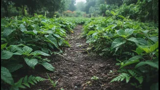 Bengaluru's July Monsoon Gardening Conditions: The Indian Reader Angle Worth Saving