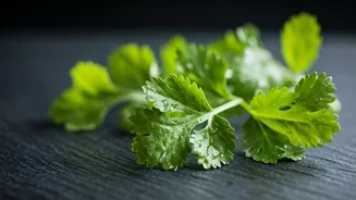 5 Delicious Recipes Celebrating the Freshness of Cilantro Leaves