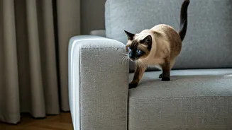Scratch-Proof Furniture Is The Practical Pet Flex