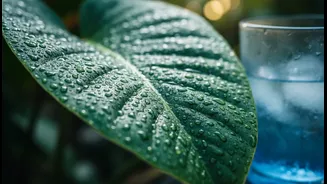 Why Humidity Can Make Rainy Season Dehydration Harder To Detect