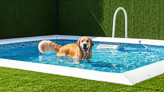 Splash Pool Pet Boardings Record Massive Weekend Bookings Online