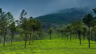 Monsoon Travel In Coorg Sees Boost As Off Season Tourists Choose Green Coffee Estate Homestays
