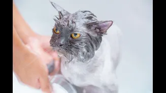 How Monsoon Weather Impacts Pet Hygiene and Home Cleanliness