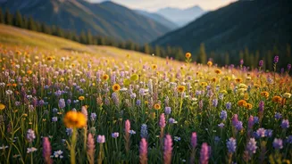 Peak Bloom Season Brings A Short Travel Window