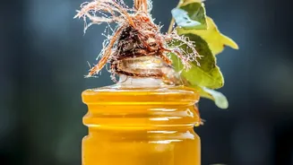 Why Home Gardeners Prefer Natural Neem Oil Sprays Over Harsh Chemical Pesticides For Plants