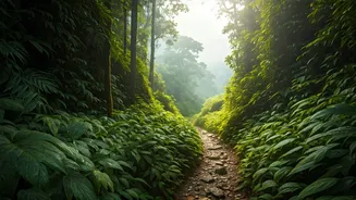 Wayanad Eco Treks Offer Ultimate Escape Into Misty Western Ghats