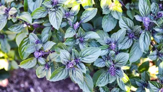 Why you should know about blue basil