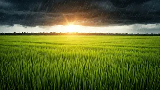 Why Farmers Welcome Steady Monsoon Showers