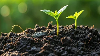 Plant Lovers Choose Nutrient Dense Vermicompost For Incredible Monsoon Growth
