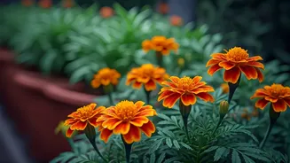 Continuous Colorful Blooms: Marigolds Protect Your Monsoon Container Plants